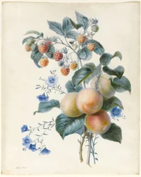 Blomster med blommer og hindbær på deres grene (wc & kropsfarve på vellum)